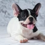 male french bulldog