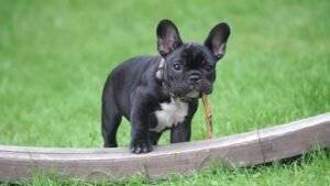 French Bulldog's