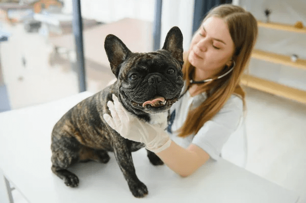 veterinarian for French Bulldogs