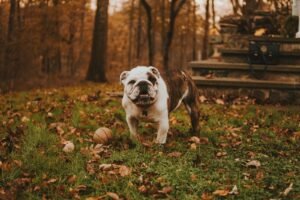 5 Tips for Making Your Garden Safe for Dogs