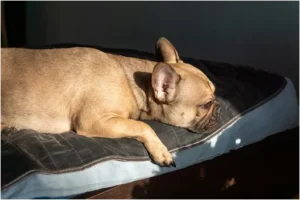Chew-Proof Dog
