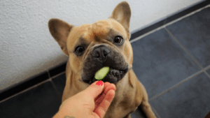 french bulldogs