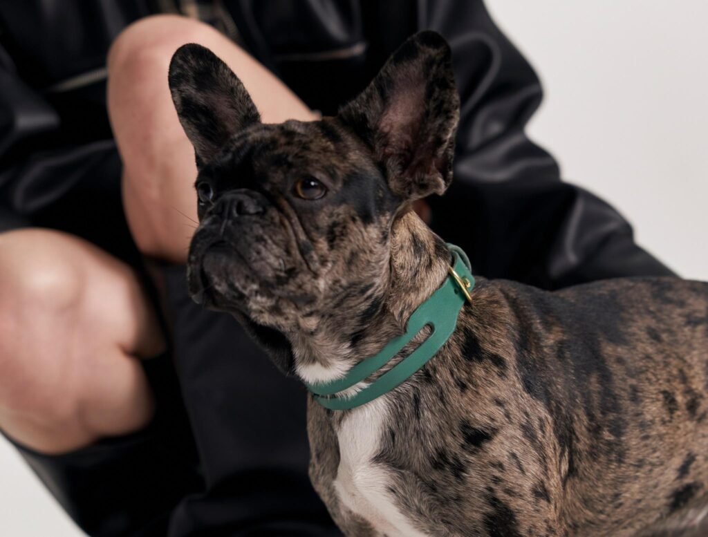 Frenchies