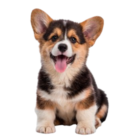 common-issues-for-puppies