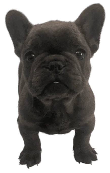 BlueHaven French bulldog