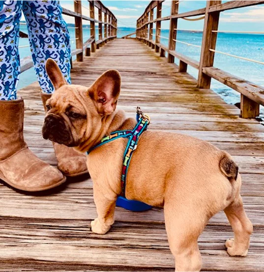 bluehaven french bulldog