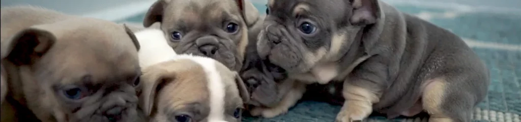 Many Bulldogs