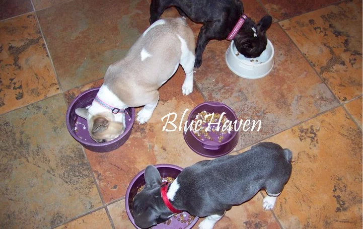 BlueHavenLogo