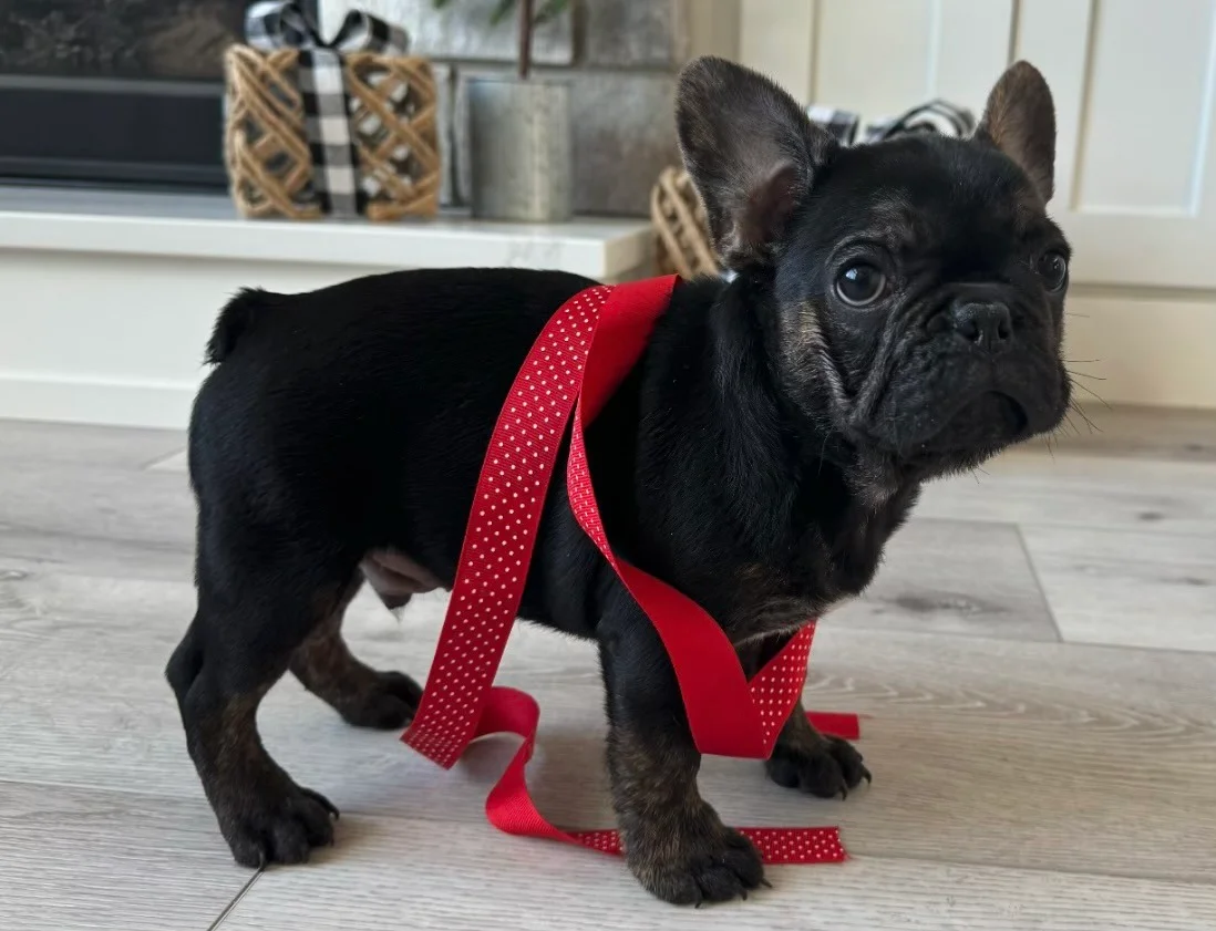 Puppy Image