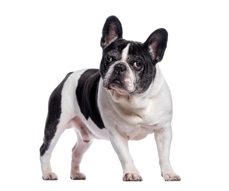 5-reasons-why-french-