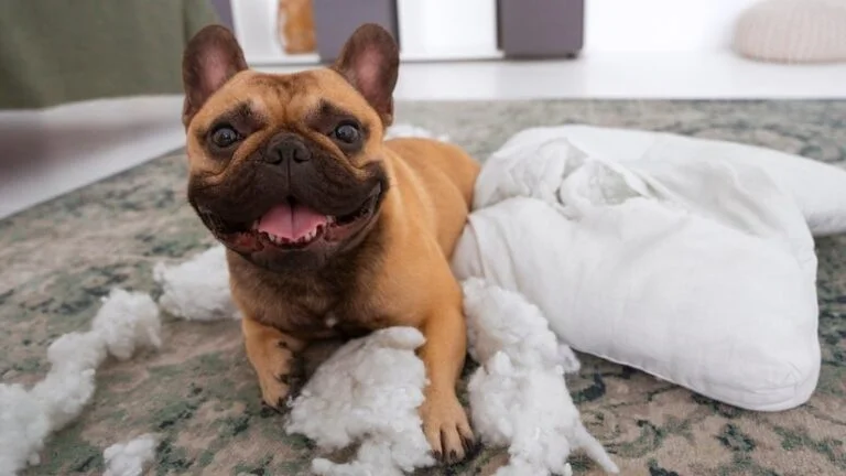 Pet Safety for the Bedroom
