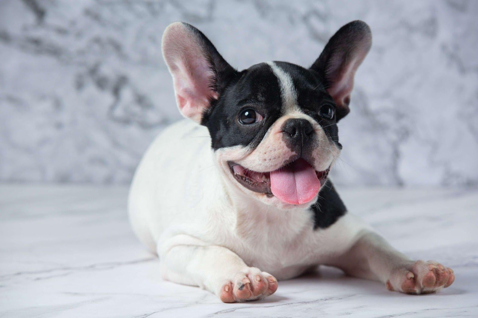 Raw Dog Food for French