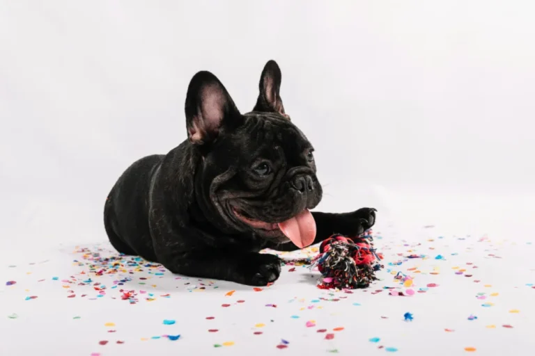 Understand French Bulldog