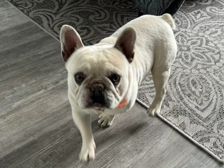 The French Bulldog