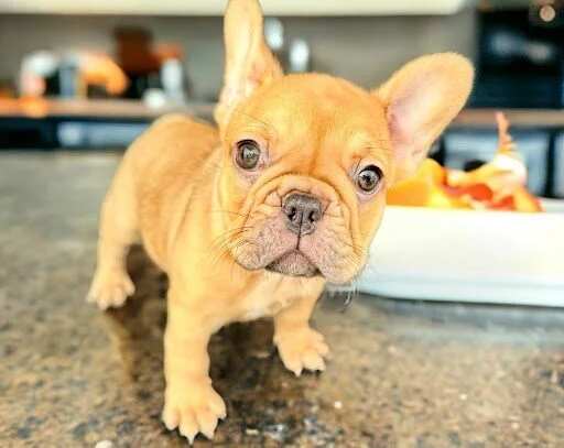 Fun and Frenchies