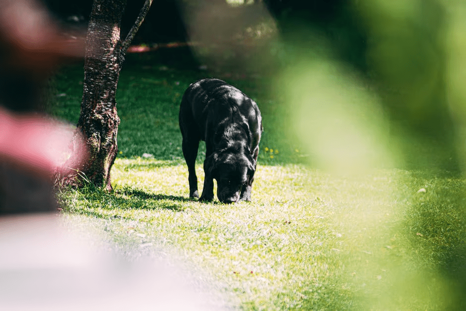Why Heartworm