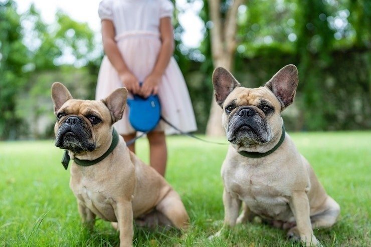 Frenchie’s