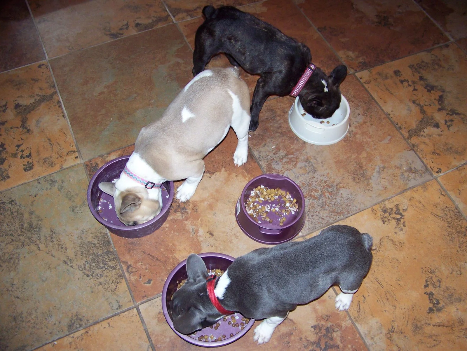 feeding requirements