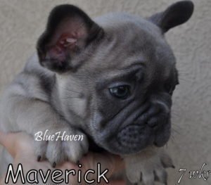 Blue Fawn