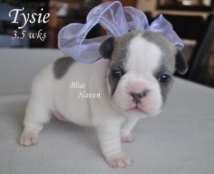 Blue Fawn Pied