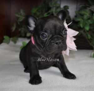 Black Trindle