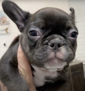 Chocolate Trindle