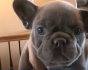 Blue Trindle