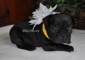 Pure Black