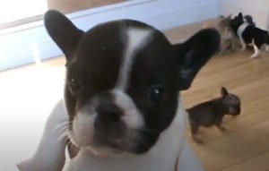 Pure Black Pied