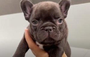 Pure Chocolate