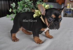 Black & Tan