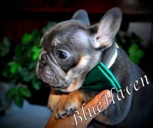 Blue & Tan