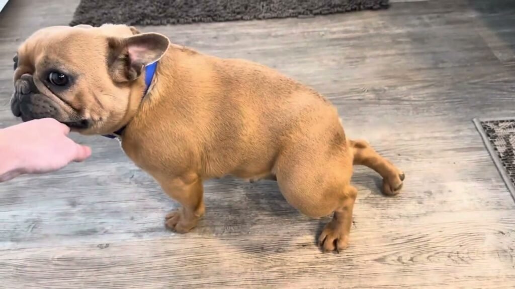 brinkley blue fawn