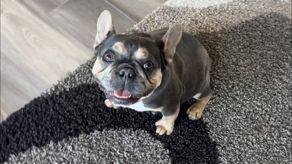 charlee blue tan