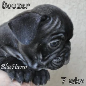 Black Brindle