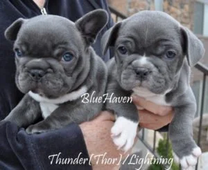 Blue Brindle