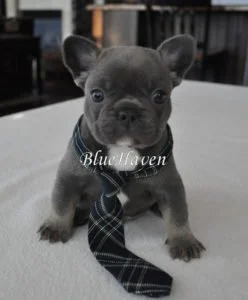 Blue Sable