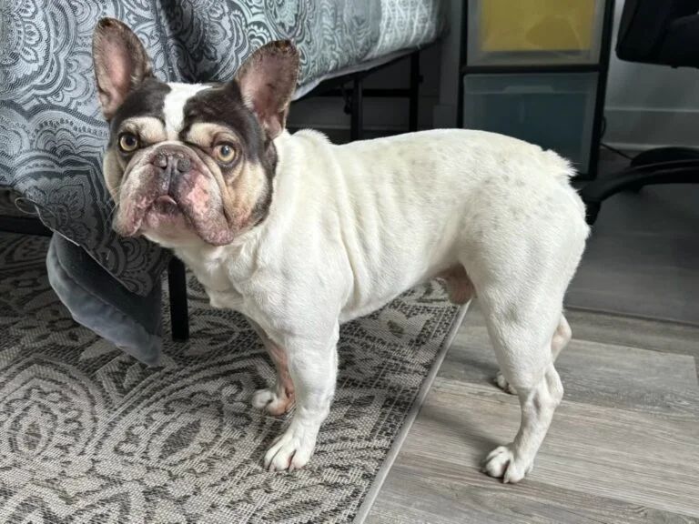 Bo