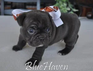 Chocolate Brindle