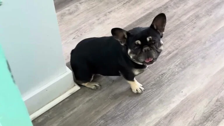Kiki