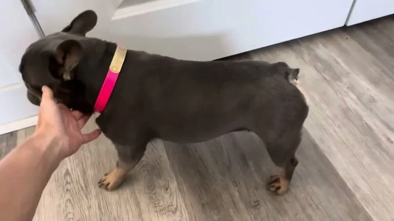 Mulan