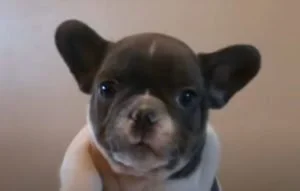 Pure Blue Pied