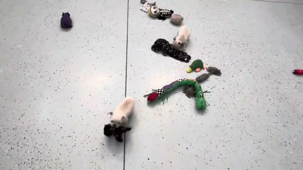wonderful puppies