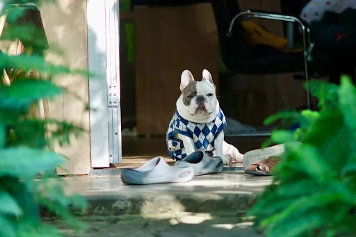 Best Pet-Friendly