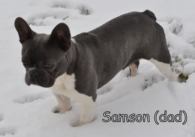 Samson
