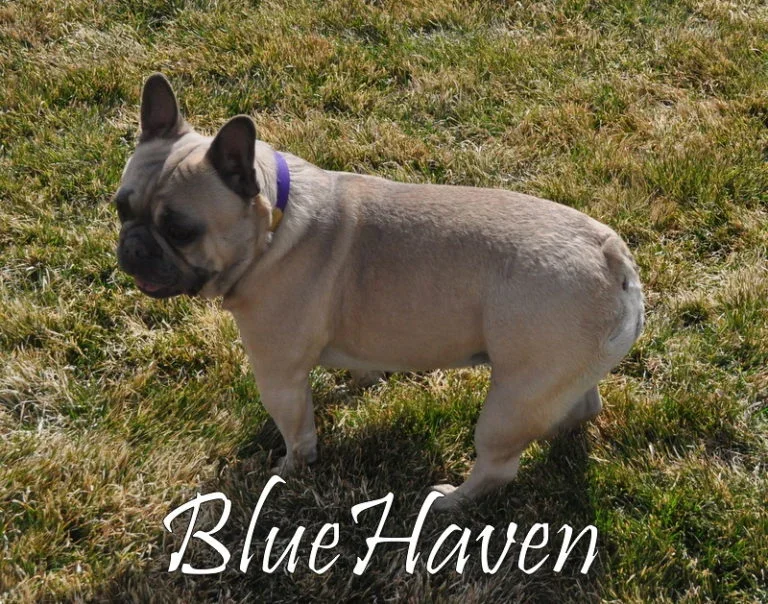 Emery (blue-fawn)