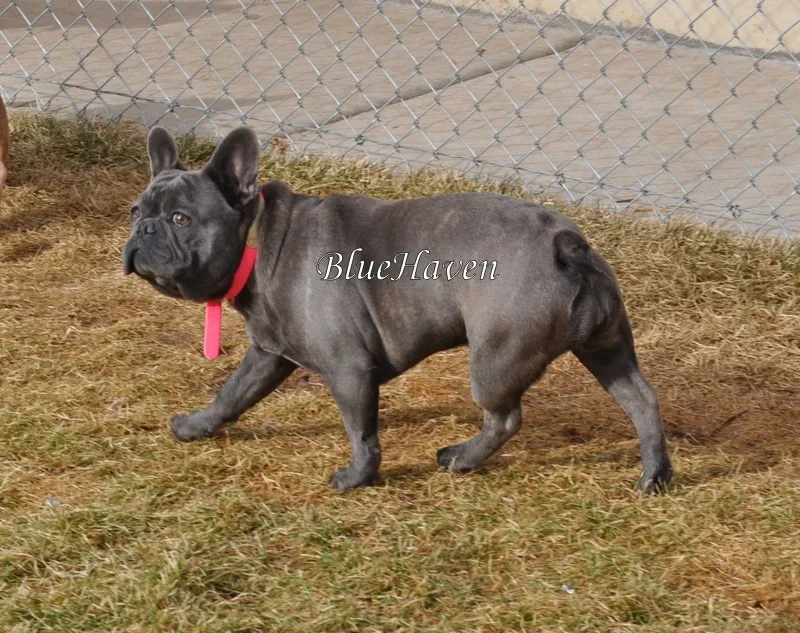 Dakota (blue brindle)