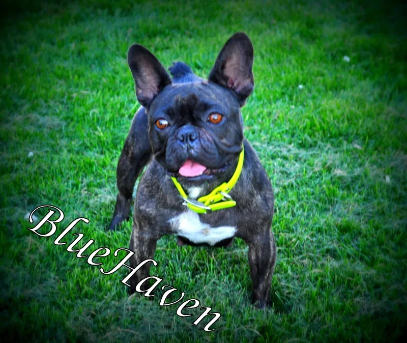 Elphie (brindle)