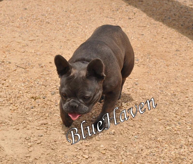 Montana (blue brindle)
