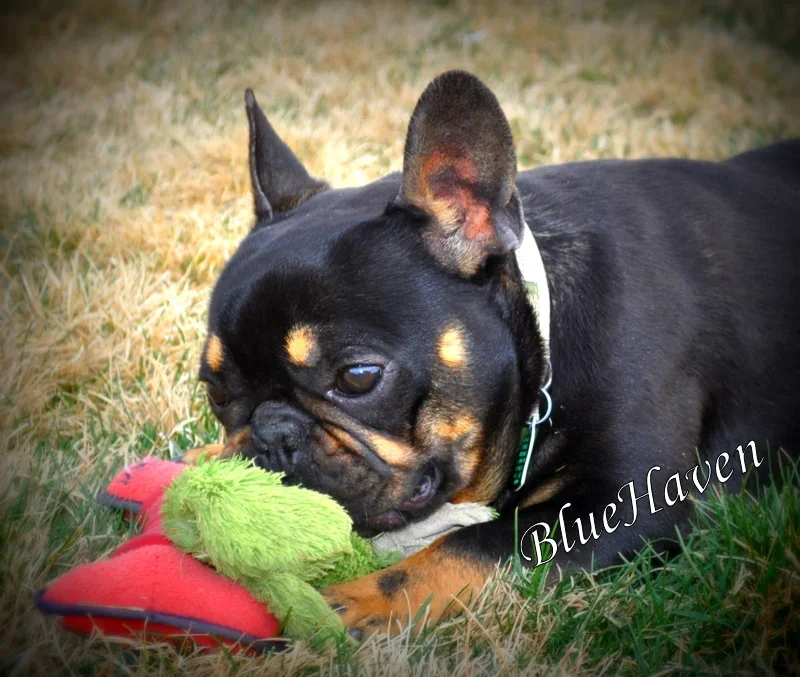 Django (black & tan)